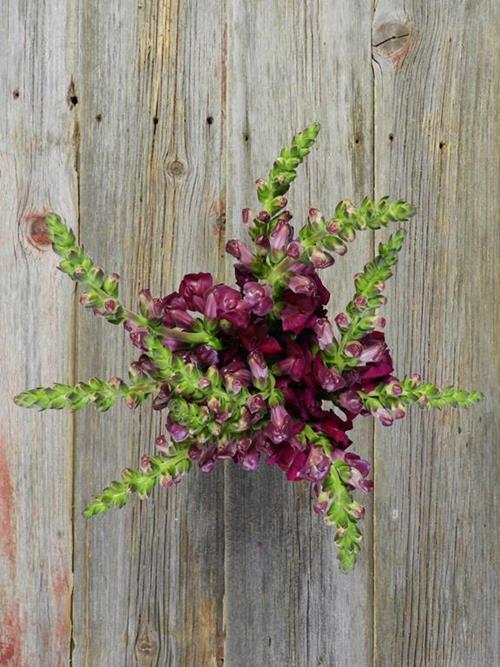 PURPLE SNAPDRAGONS